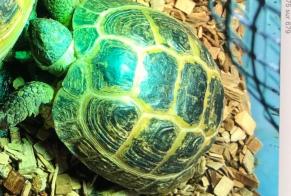 Alerta de Desaparición Tortuga Hembra , 2025 años Châtellerault Francia