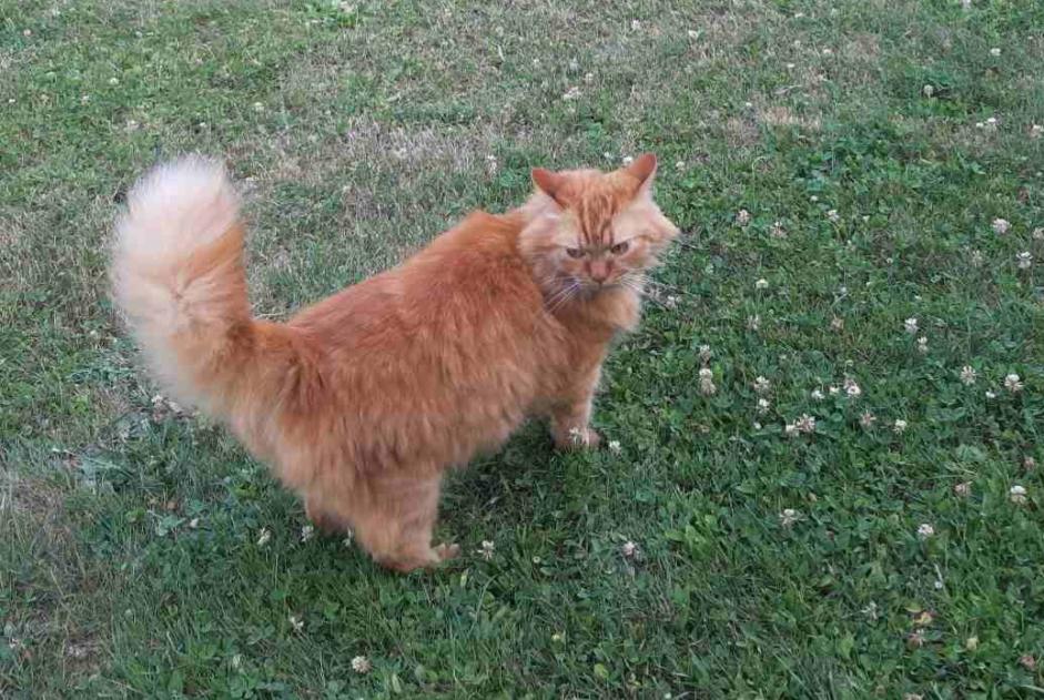 Alerta de Desaparición Gato Macho , 6 años Prilly Suiza