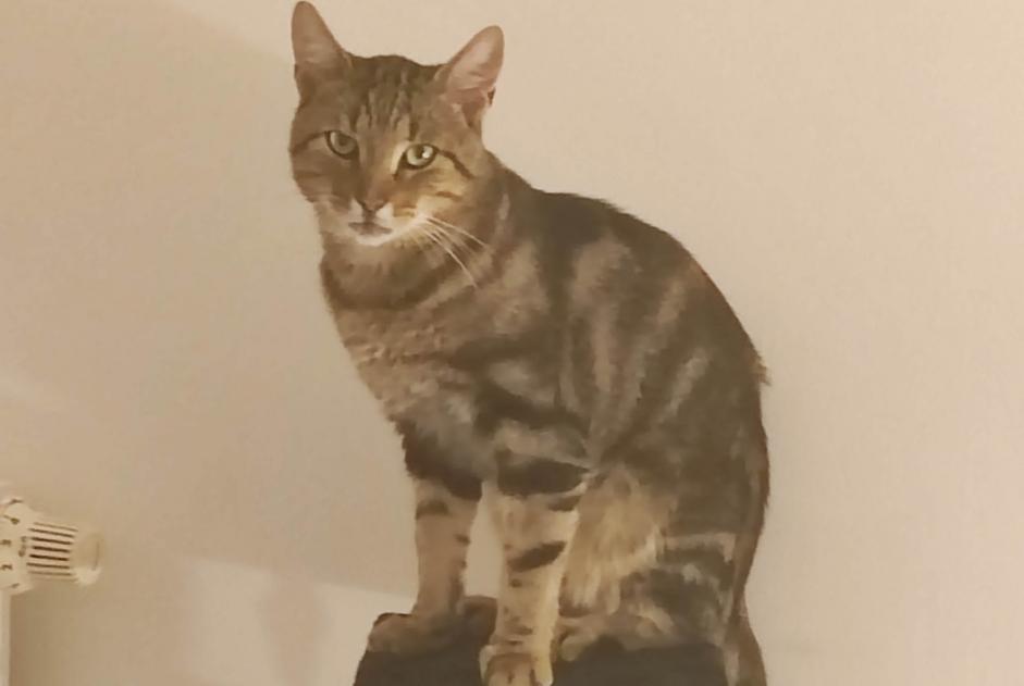 Alerta de Desaparición Gato Macho , 3 años Bully-les-Mines Francia