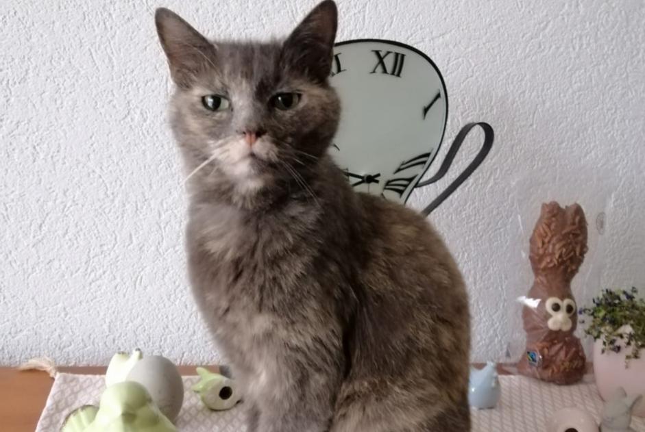 Alerta de Desaparición Gato Hembra , 12 años Nyon Suiza