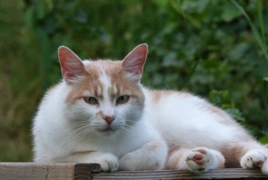 Alerta de Desaparición Gato Macho , 3 años Valence Francia