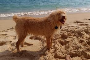 Alerta de Hallazgo Perro cruce Hembra Salema Portugal