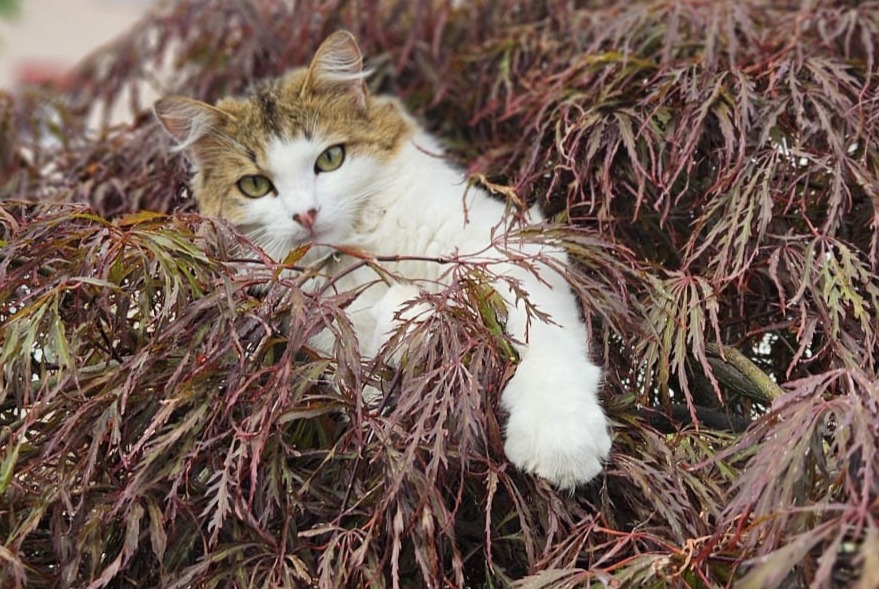 Alerta de Desaparición Gato Macho , 1 años Tafers Suiza