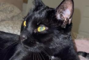 Alerta de Desaparición Gato Macho , 4 años Tavannes Suiza