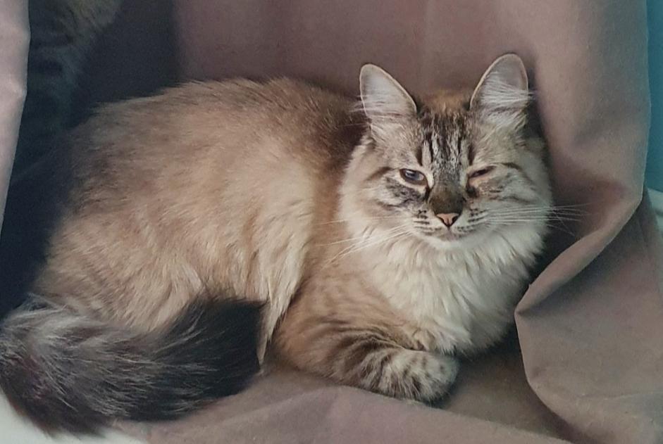 Alerta de Desaparición Gato Hembra , 5 años Le Pontet Francia