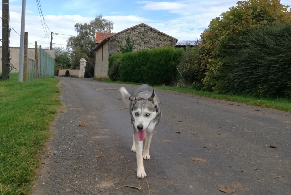 Alerta de Hallazgo Perro cruce Desconocido Sammarçolles Francia