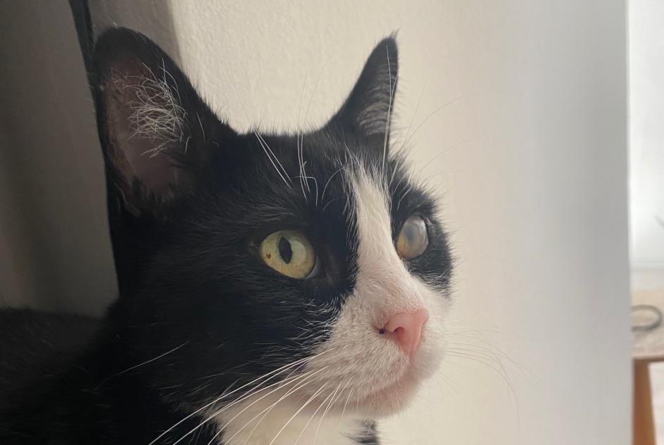 Alerta de Desaparición Gato Macho , 7 años Sion Suiza