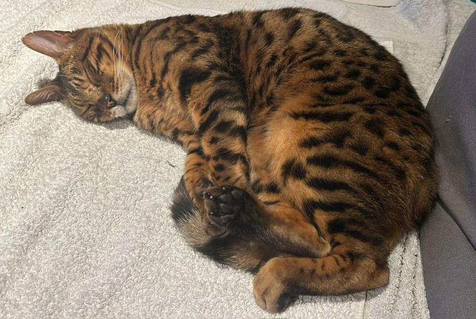 Alerta de Desaparición Gato  Macho , 13 años Lucens Suiza