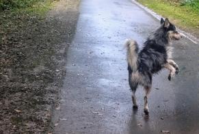 Alerta de Hallazgo Perro cruce Macho Billère Francia