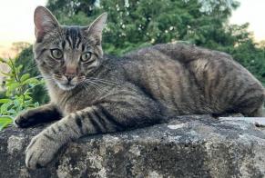 Alerta de Desaparición Gato Macho , 1 años St Blaise Suiza