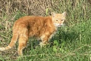 Alerta de Hallazgo Gato Macho Lahonce Francia