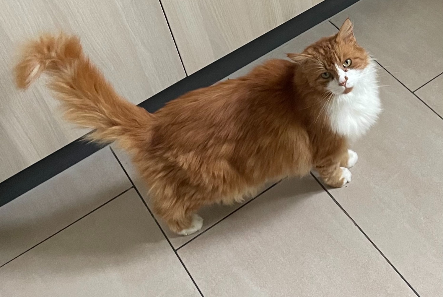 Alerta de Desaparición Gato Macho , 5 años Bulle Suiza