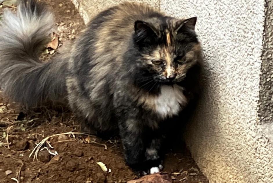 Alerta de Hallazgo Gato Desconocido Nantes Francia