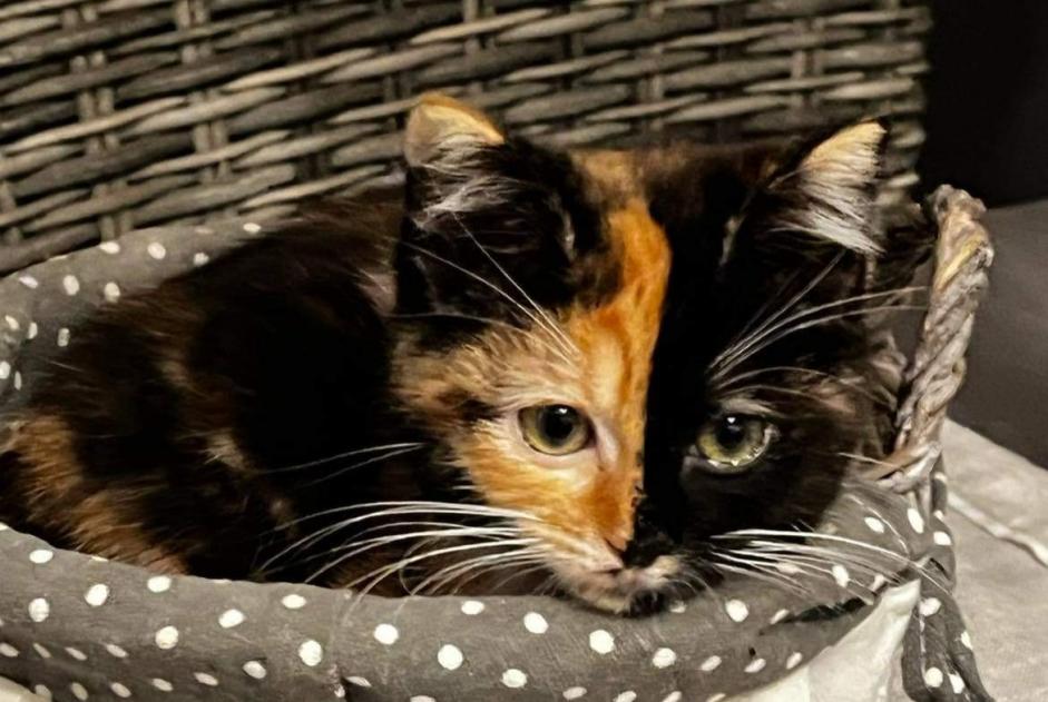 Alerta de Desaparición Gato Hembra , 2 años Saint-Sauves-d'Auvergne Francia