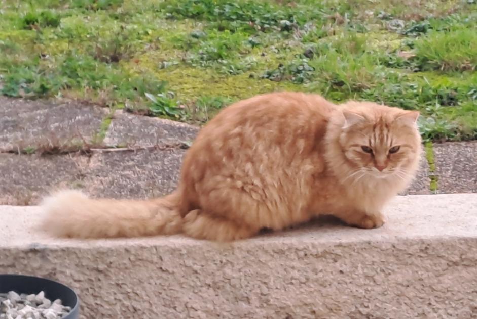 Alerta de Hallazgo Gato Macho , 4 años Le Givre Francia