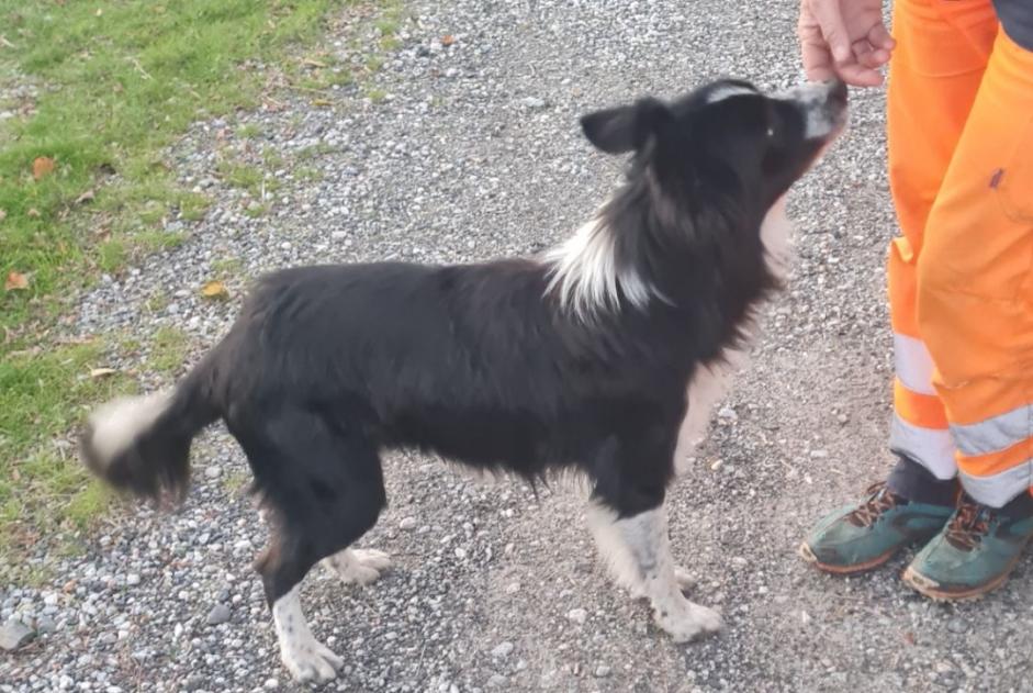 Alerta de Hallazgo Perro  Macho , 2 años Saint-Paul-de-Fenouillet Francia