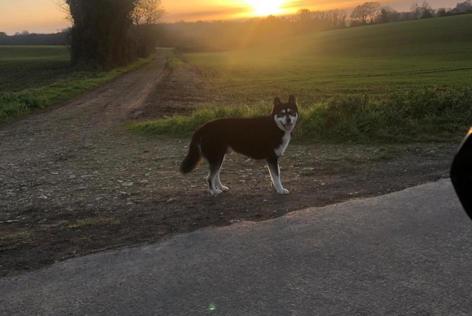 Alerta de Hallazgo Perro cruce Macho Montjean Francia