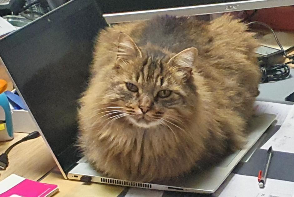 Alerta de Desaparición Gato  Macho , 6 años Sillingy Francia