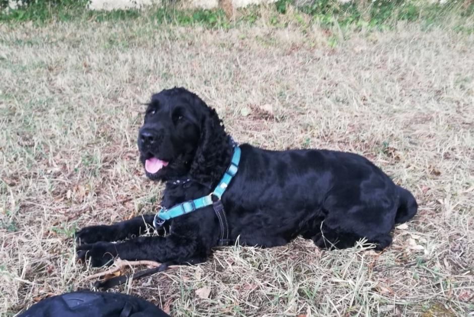 Alerta de Desaparición Perro  Macho , 5 años Seysses Francia