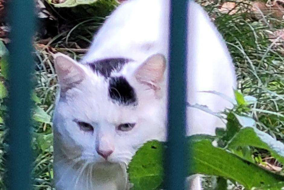 Alerta de Hallazgo Gato Desconocido Grenoble Francia