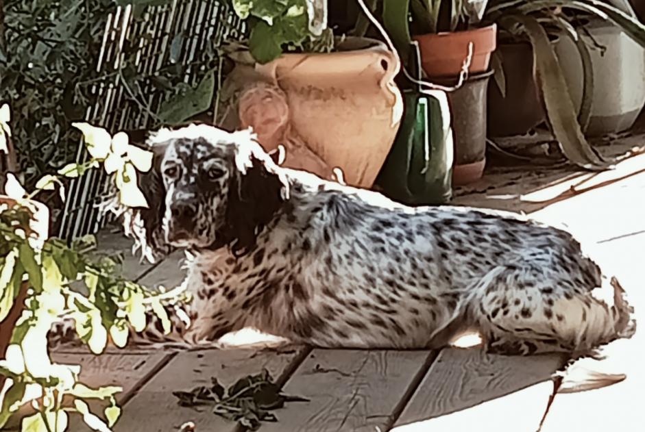 Alerta de Desaparición Perro  Hembra , 5 años Vic-Fezensac Francia