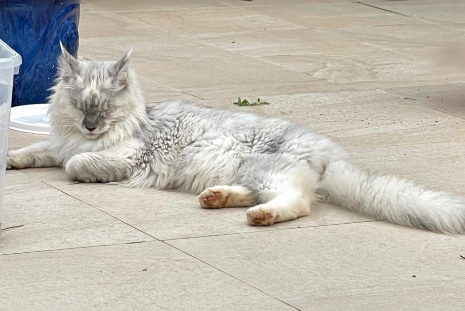 Alerta de Desaparición Gato  Hembra , 1 años São Lourenço Portugal