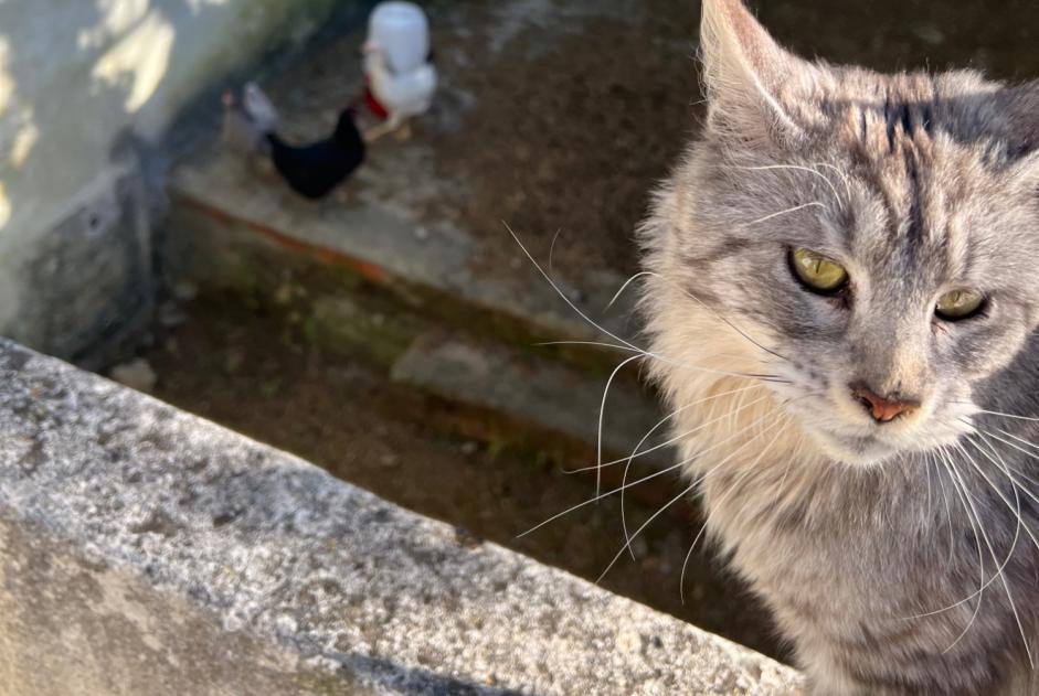 Alerta de Desaparición Gato  Macho , 1 años Carmões Portugal