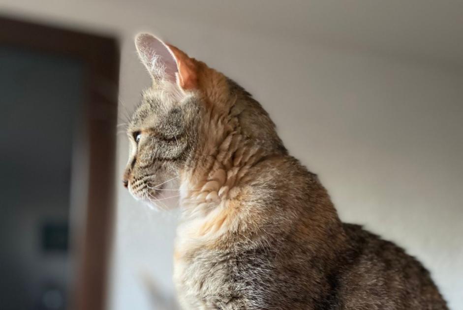 Alerta de Desaparición Gato cruce Hembra , 7 años La Ciotat Francia