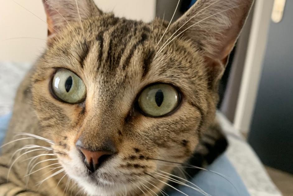 Alerta de Desaparición Gato cruce Hembra , 4 años Monthieux Francia