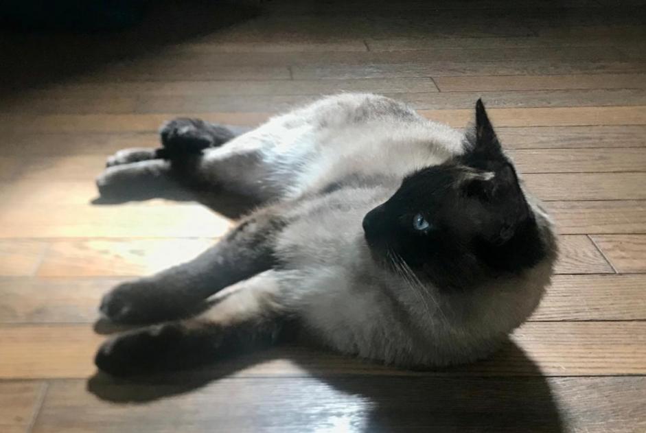 Alerta de Desaparición Gato  Hembra , 2 años Rouen Francia