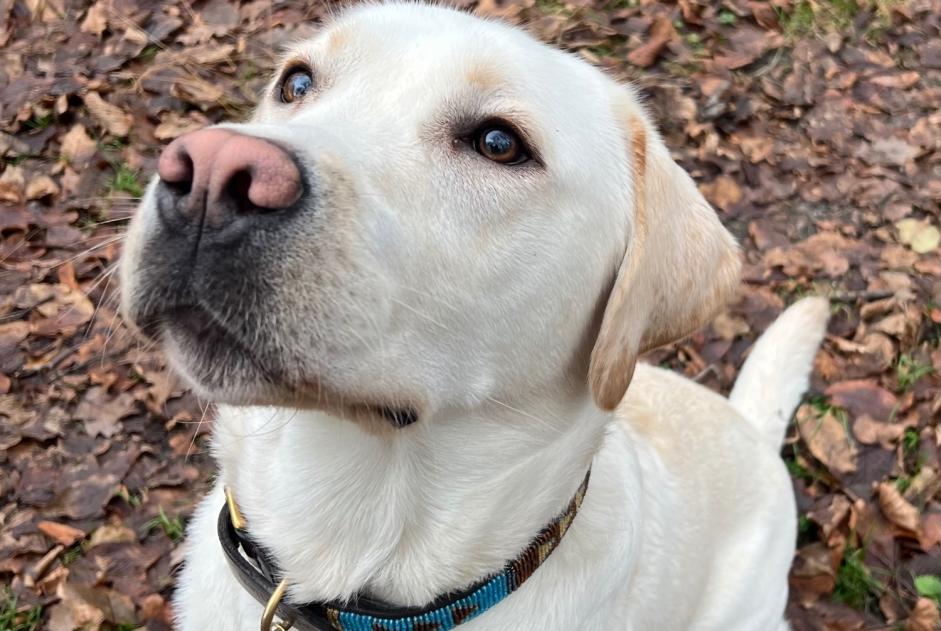 Alerta de Desaparición Perro  Macho , 1 años Avilly-Saint-Léonard Francia