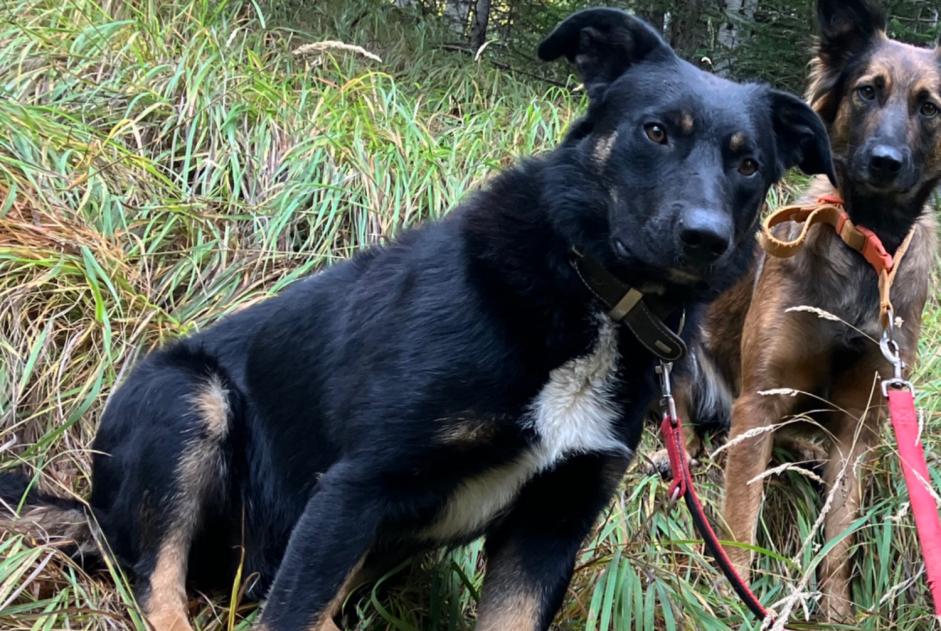 Alerta de Desaparición Perro cruce Macho , 1 años Châteauroux-les-Alpes Francia