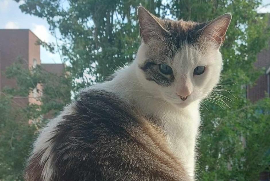 Alerta de Desaparición Gato Macho , 5 años Trébeurden Francia