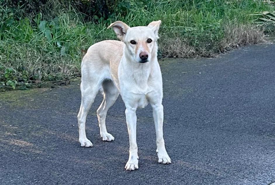 Alerta de Hallazgo Perro Desconocido Biot Francia