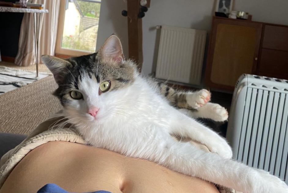 Alerta de Desaparición Gato Macho , 3 años Ploubazlanec Francia