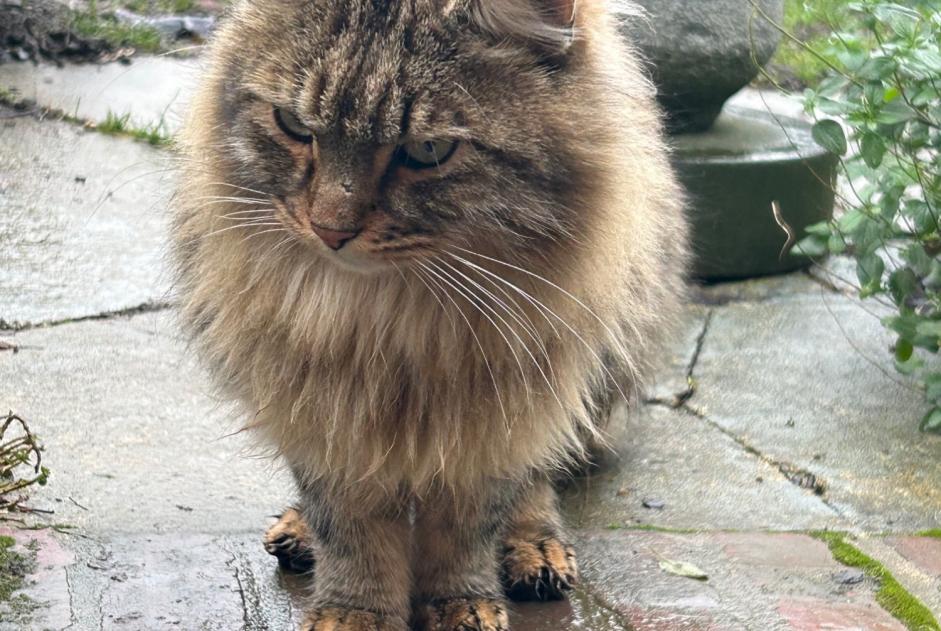 Alerta de Hallazgo Gato Desconocido Noyon Francia