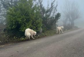 Alerta de Hallazgo Perro  Desconocido Lissac-sur-Couze Francia