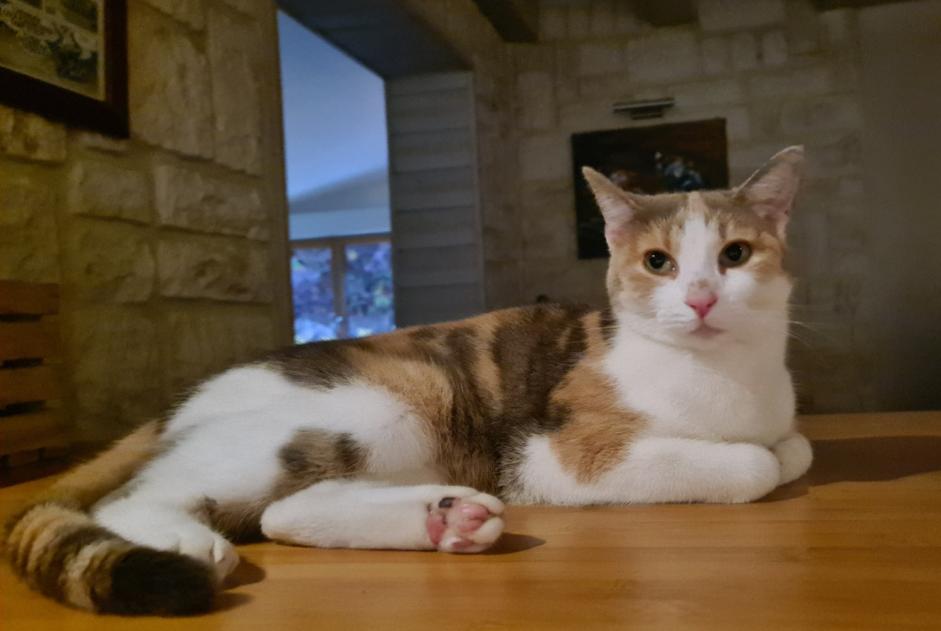 Alerta de Desaparición Gato Hembra , 4 años Le Pallet Francia