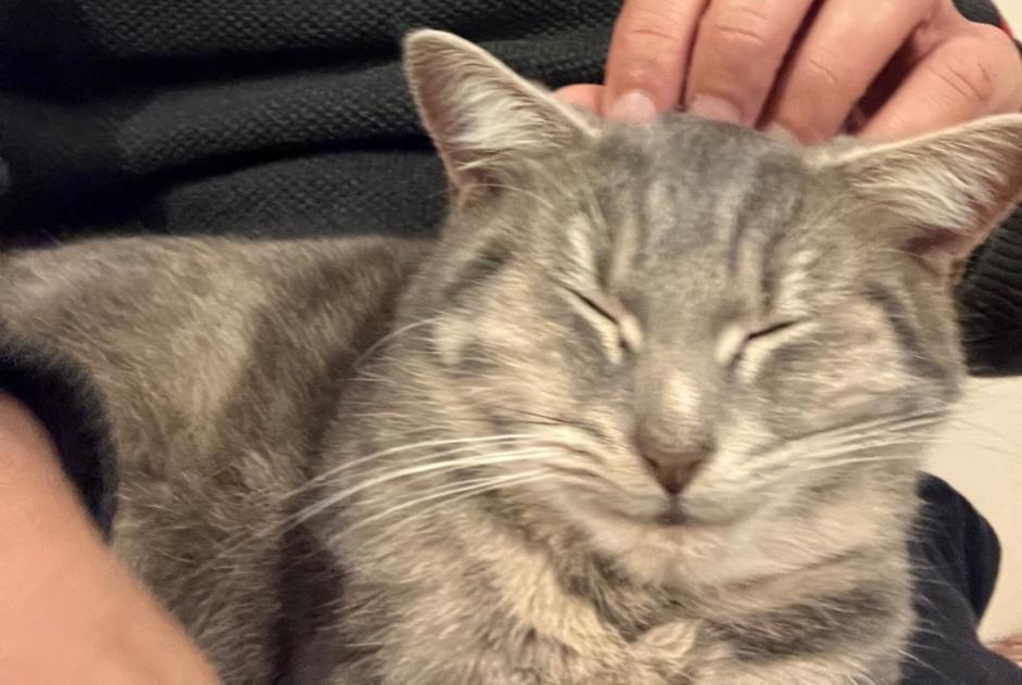 Alerta de Desaparición Gato  Hembra , 2 años Morsang-sur-Orge Francia