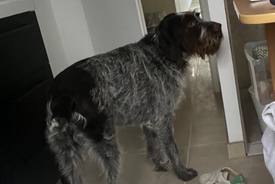 Alerta de Desaparición Perro  Macho , 5 años Leulinghen-Bernes Francia