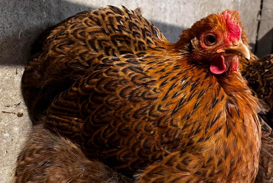 Alerta de Desaparición Otros poule Hembra Les Sables-d'Olonne Francia