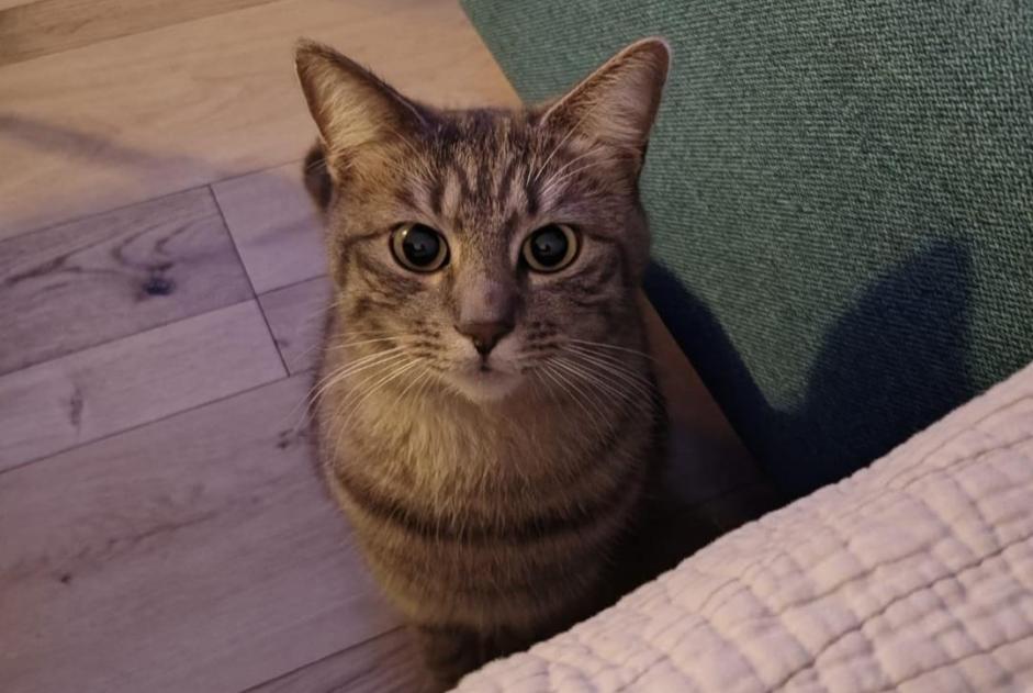 Alerta de Desaparición Gato cruce Hembra , 3 años Le Bouscat Francia