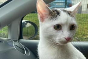 Alerta de Hallazgo Gato Hembra Limoges Francia