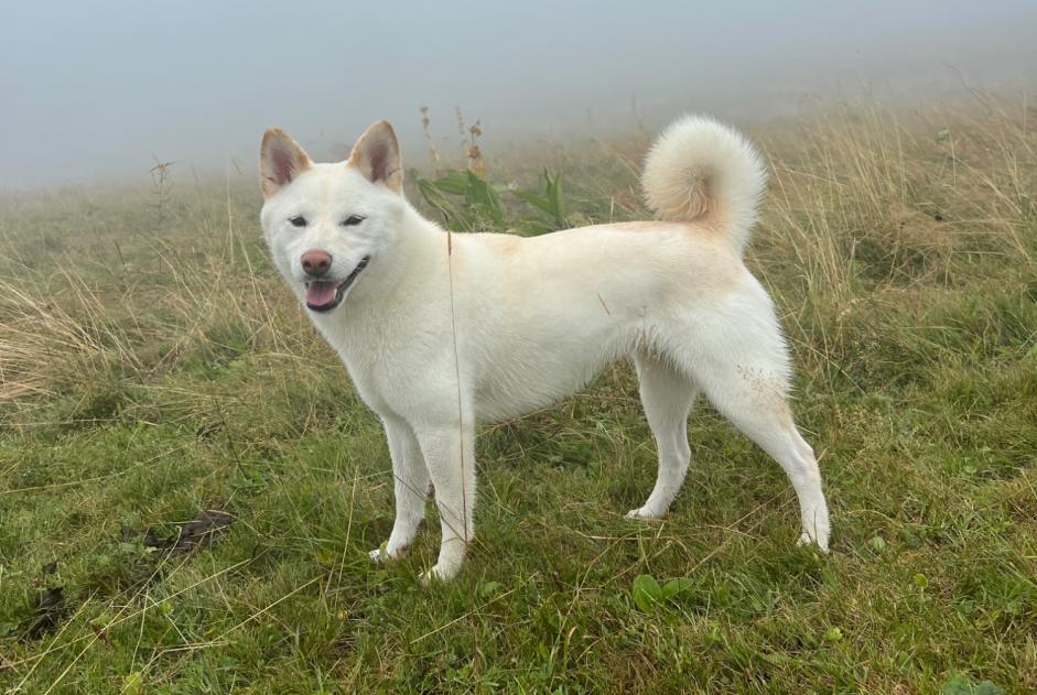 Alerta de Desaparición Perro  Hembra , 4 años Monnetier-Mornex Francia