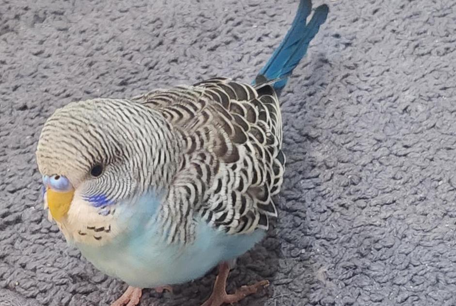 Alerta de Hallazgo Pájaro Desconocido Marseille Francia