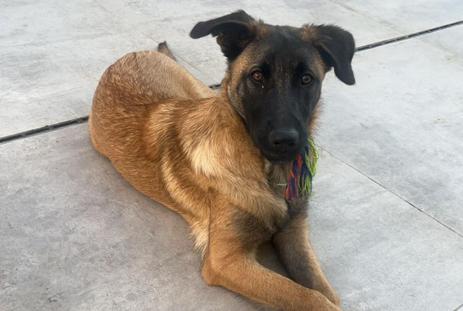 Alerta de Desaparición Perro cruce Hembra , 1 años Perpignan Francia