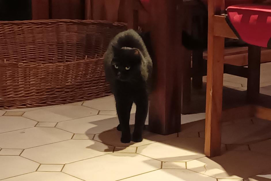 Alerta de Desaparición Gato Hembra , 7 años Captieux Francia