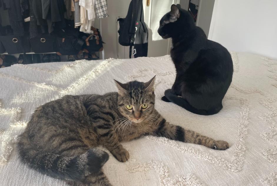 Alerta de Desaparición Gato Hembra , 3 años Bourg-la-Reine Francia