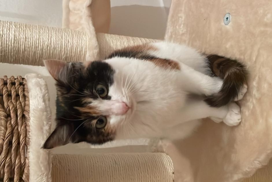 Alerta de Desaparición Gato cruce Hembra , 1 años Neuchâtel Suiza