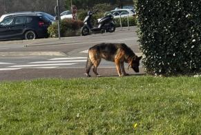 Alerta de Hallazgo Perro  Macho Dinard Francia